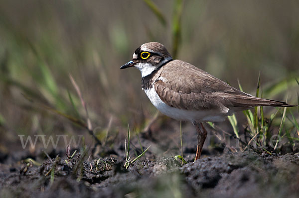 Flußregenpfeifer (Charadrius dubius)