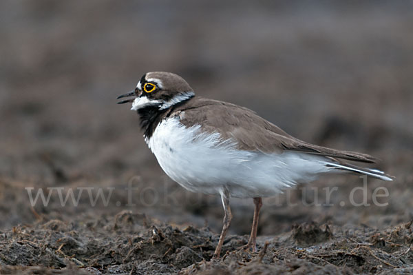 Flußregenpfeifer (Charadrius dubius)