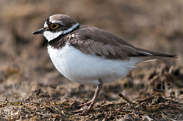 Flußregenpfeifer (Charadrius dubius)