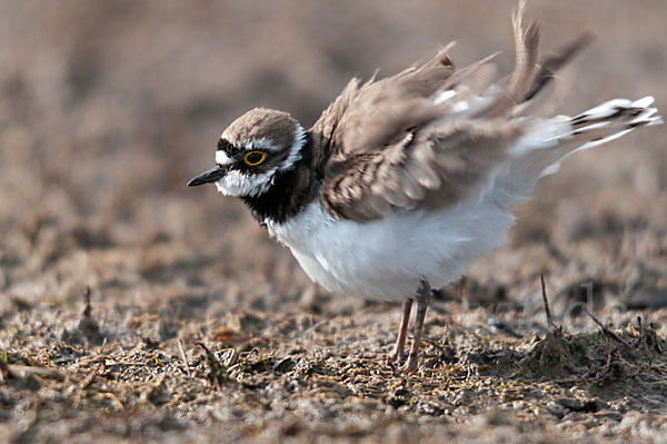 Flußregenpfeifer (Charadrius dubius)