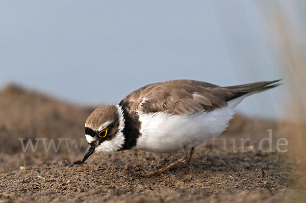 Flußregenpfeifer (Charadrius dubius)