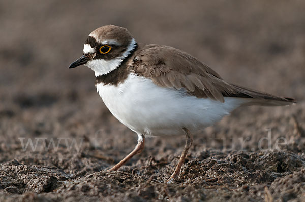 Flußregenpfeifer (Charadrius dubius)