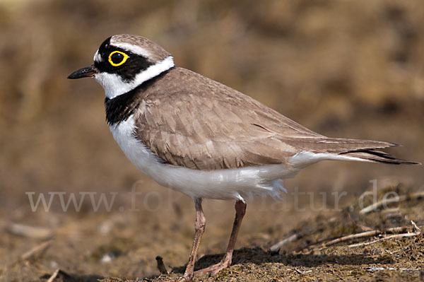 Flußregenpfeifer (Charadrius dubius)