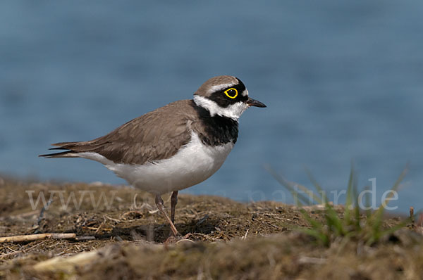 Flußregenpfeifer (Charadrius dubius)