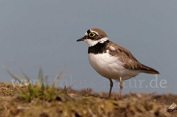 Flußregenpfeifer (Charadrius dubius)