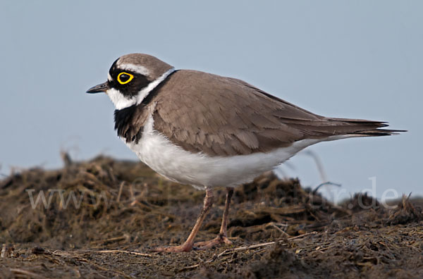 Flußregenpfeifer (Charadrius dubius)