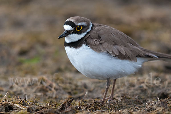 Flußregenpfeifer (Charadrius dubius)