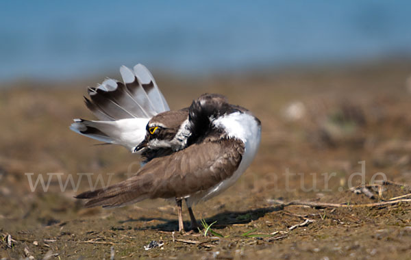 Flußregenpfeifer (Charadrius dubius)