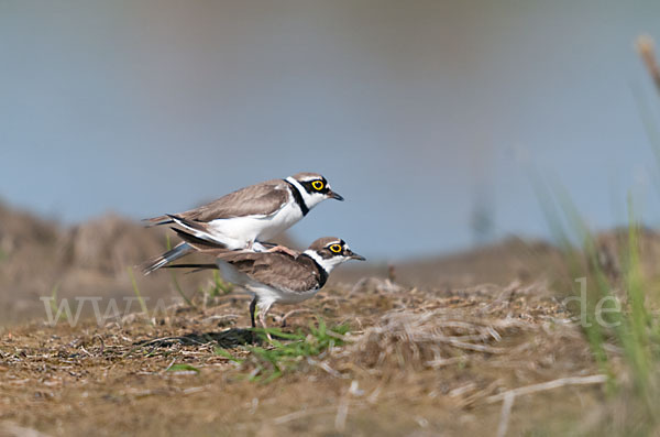 Flußregenpfeifer (Charadrius dubius)