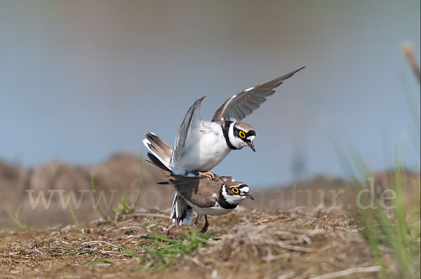 Flußregenpfeifer (Charadrius dubius)