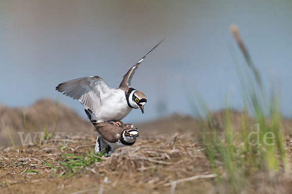 Flußregenpfeifer (Charadrius dubius)