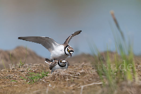 Flußregenpfeifer (Charadrius dubius)