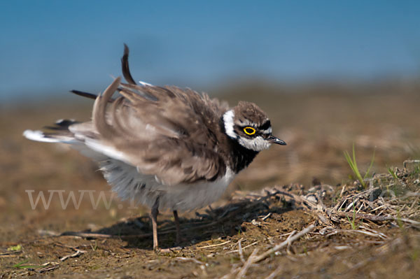 Flußregenpfeifer (Charadrius dubius)