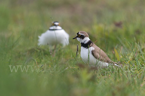 Flußregenpfeifer (Charadrius dubius)