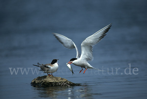 Flußseeschwalbe (Sterna hirundo)