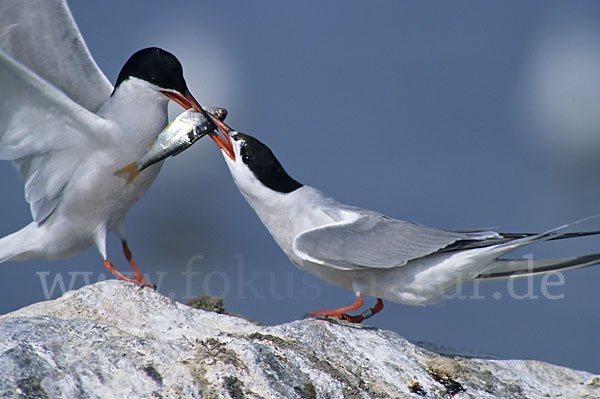 Flußseeschwalbe (Sterna hirundo)