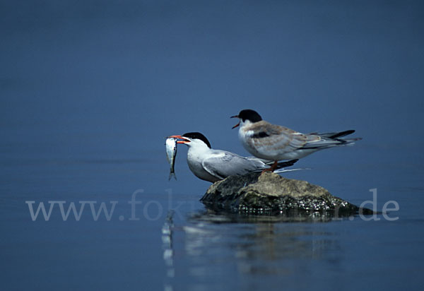 Flußseeschwalbe (Sterna hirundo)