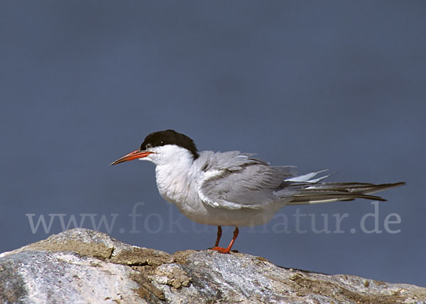 Flußseeschwalbe (Sterna hirundo)