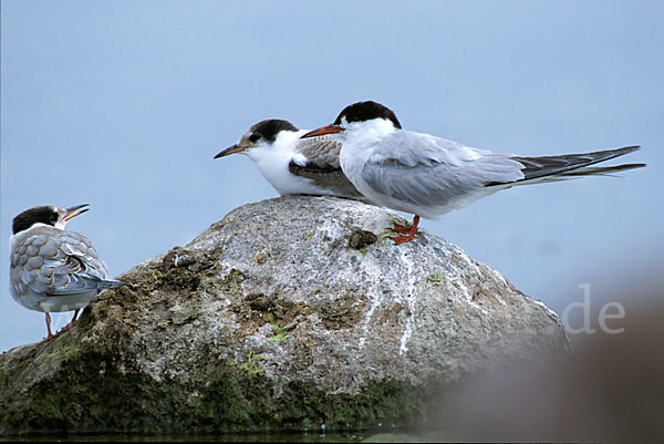 Flußseeschwalbe (Sterna hirundo)