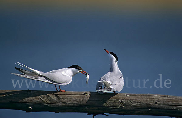 Flußseeschwalbe (Sterna hirundo)