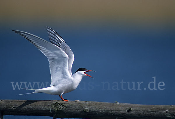 Flußseeschwalbe (Sterna hirundo)