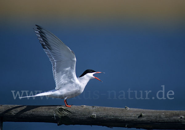 Flußseeschwalbe (Sterna hirundo)