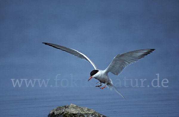 Flußseeschwalbe (Sterna hirundo)