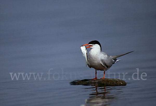 Flußseeschwalbe (Sterna hirundo)