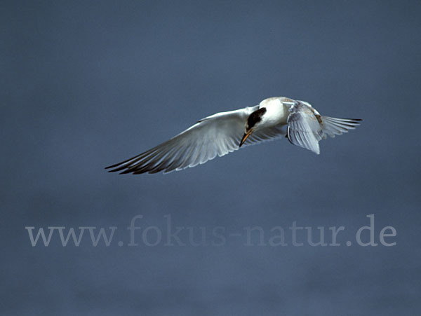 Flußseeschwalbe (Sterna hirundo)