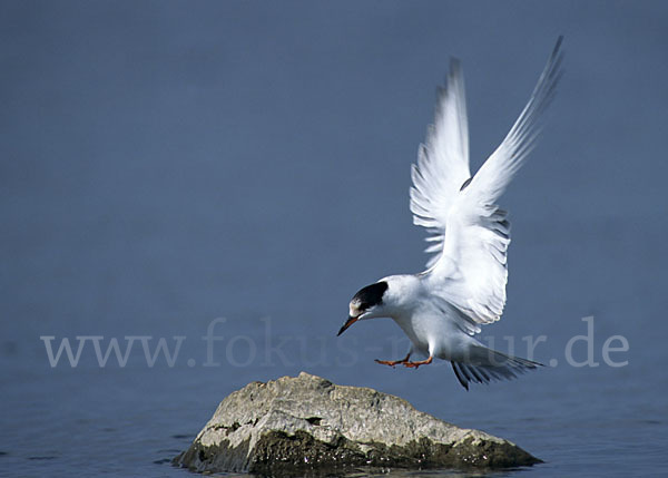 Flußseeschwalbe (Sterna hirundo)