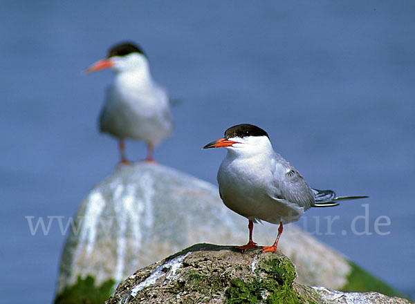 Flußseeschwalbe (Sterna hirundo)