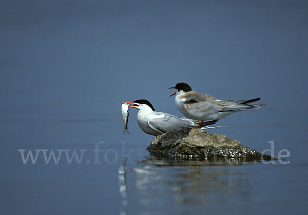 Flußseeschwalbe (Sterna hirundo)