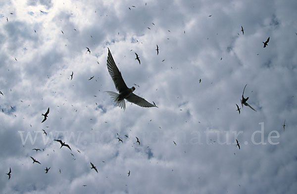 Flußseeschwalbe (Sterna hirundo)