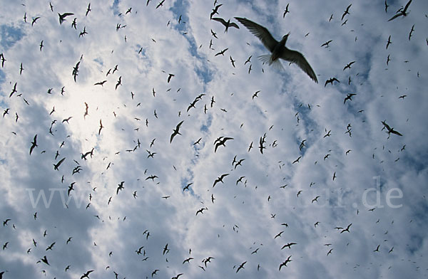 Flußseeschwalbe (Sterna hirundo)