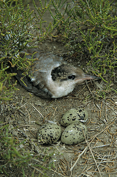 Flußseeschwalbe (Sterna hirundo)