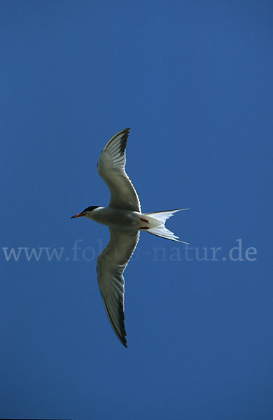 Flußseeschwalbe (Sterna hirundo)