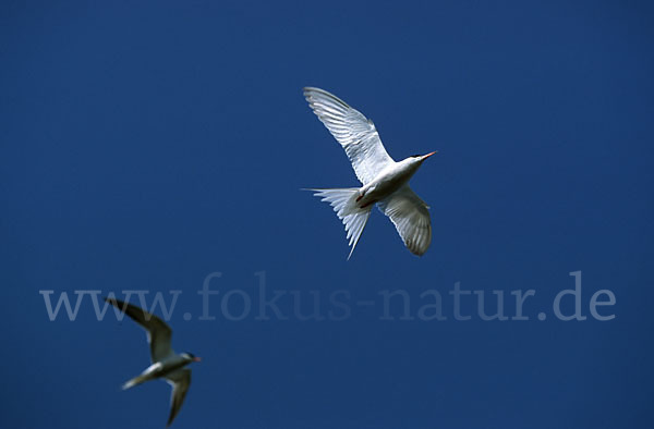 Flußseeschwalbe (Sterna hirundo)