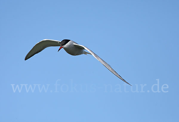 Flußseeschwalbe (Sterna hirundo)