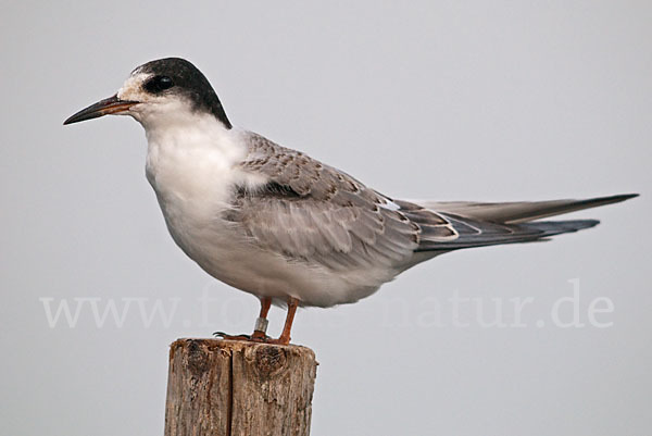 Flußseeschwalbe (Sterna hirundo)