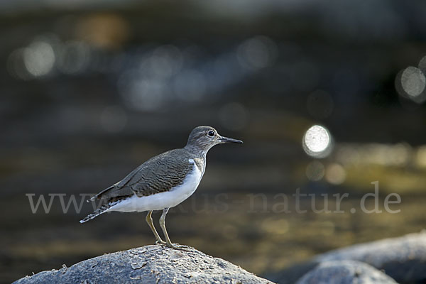 Flußuferläufer (Actitis hypoleucos)