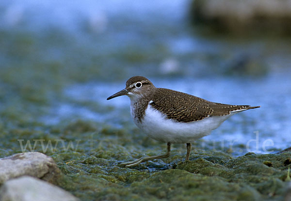 Flußuferläufer (Actitis hypoleucos)