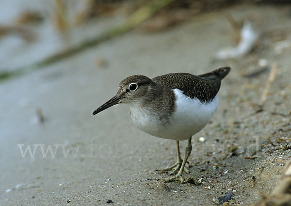 Flußuferläufer (Actitis hypoleucos)