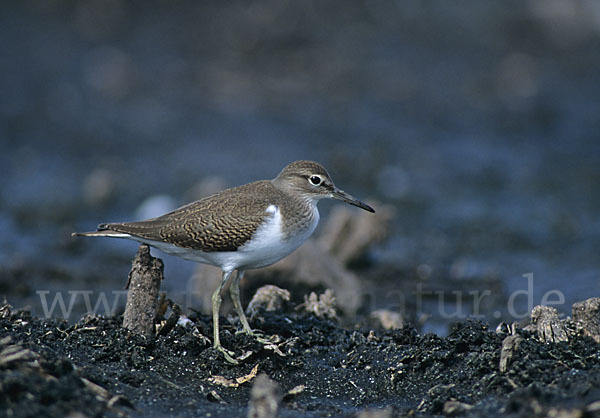 Flußuferläufer (Actitis hypoleucos)