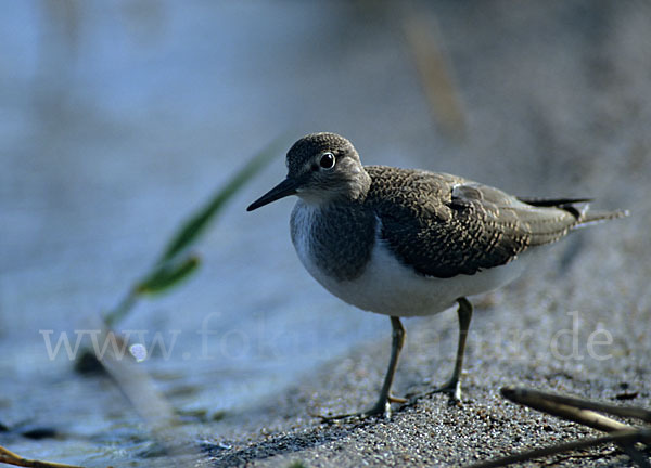 Flußuferläufer (Actitis hypoleucos)