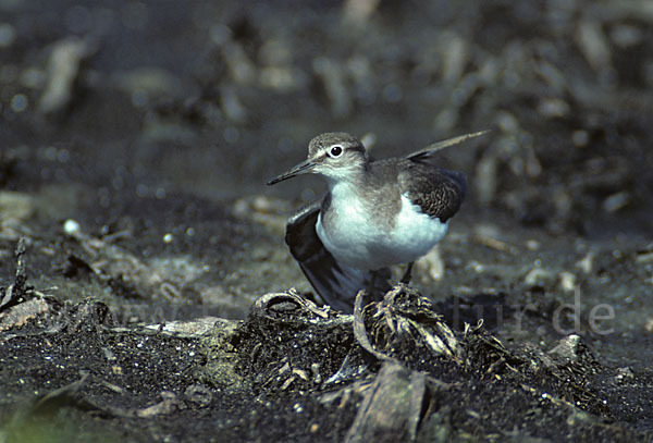 Flußuferläufer (Actitis hypoleucos)