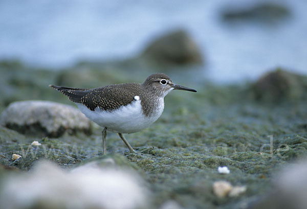 Flußuferläufer (Actitis hypoleucos)