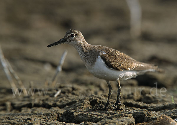 Flußuferläufer (Actitis hypoleucos)