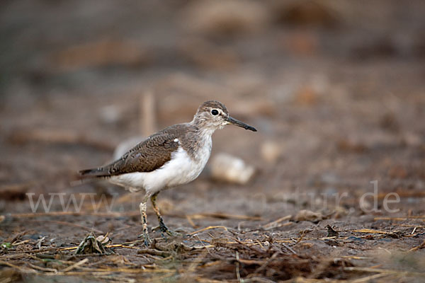 Flußuferläufer (Actitis hypoleucos)