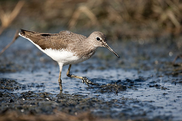 Flußuferläufer (Actitis hypoleucos)