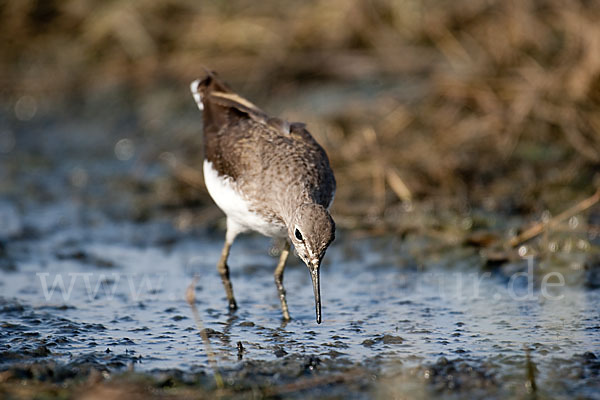 Flußuferläufer (Actitis hypoleucos)